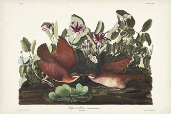 Pl 167 Key West Pigeon by John James Audubon art print
