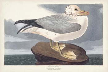 Pl 264 Fulmar Petral by John James Audubon art print