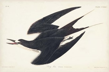 Pl 235 Sooty Tern by John James Audubon art print