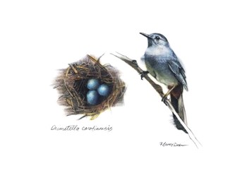 Bird &amp; Nest Study II by Bruce Dean art print