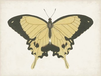 Beautiful Butterfly I by Vision Studio art print