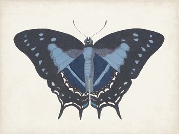 Beautiful Butterfly III by Vision Studio art print