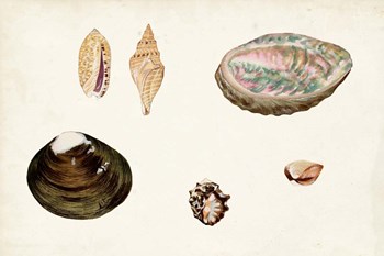 Antique Shell Anthology VIII by Vision Studio art print