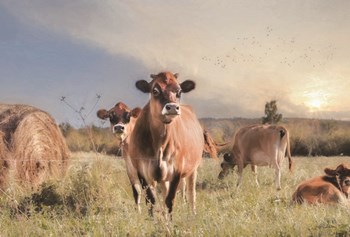Cow Photobomb by Lori Deiter art print