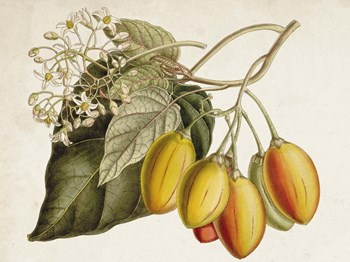 Tropical Foliage &amp; Fruit IV by Curtis art print
