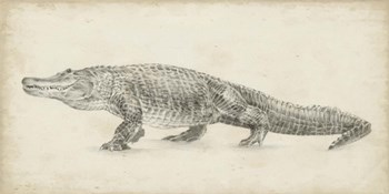 Alligator Sketch by Ethan Harper art print