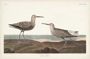 Pl. 344 Long-legged Sandpiper by John James Audubon art print