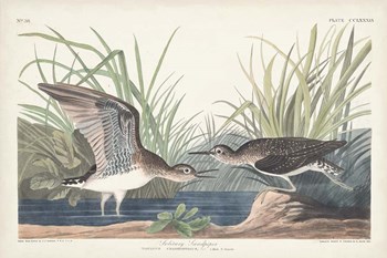 Pl. 289 Solitary Sandpiper by John James Audubon art print