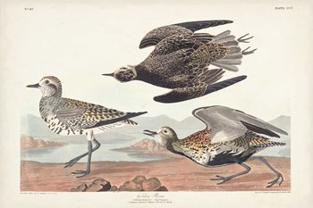 Pl. 300 Golden Plover by John James Audubon art print