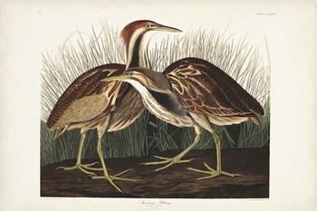 Pl. 337 American Bittern by John James Audubon art print