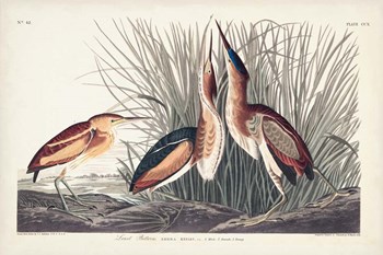 Pl. 210 Least Bittern by John James Audubon art print