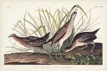 Pl. 233 Rail by John James Audubon art print