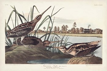 Pl. 243 American Snipe by John James Audubon art print