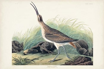Pl. 237 Hudsonian Curlew by John James Audubon art print