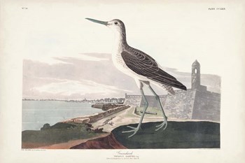 Pl. 269 Greenshank by John James Audubon art print