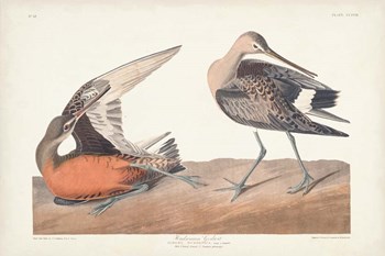 Pl. 258 Hudsonian Godwit by John James Audubon art print