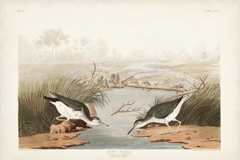 Pl. 310 Spotted Sandpiper by John James Audubon art print