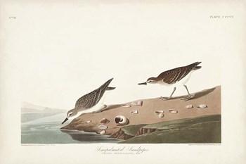 Pl. 405 Semipalmated Sandpiper by John James Audubon art print