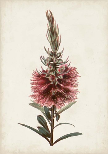 Bottle Brush Flower II by John Miller art print
