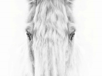 Black and White Horse Portrait IV by PHBurchett art print