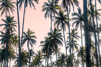 Palms View on Pink Sky II by Andy Amos art print