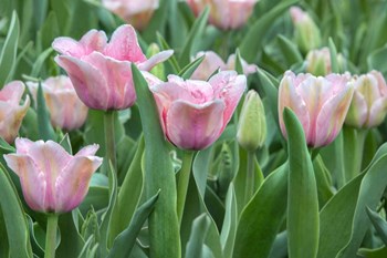 Pink Tulips by Jim Engelbrecht / Danita Delimont art print