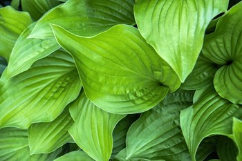 Hosta Plant by Lisa S. Engelbrecht / Danita Delimont art print