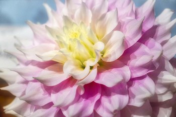 Pink And White Dahlia, Gitts Perfection by Lisa S. Engelbrecht / Danita Delimont art print