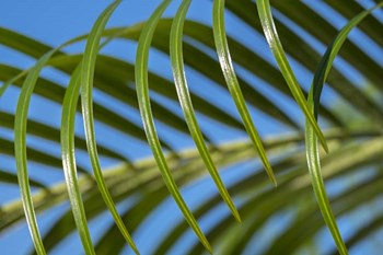 Areca Palm by Lisa S. Engelbrecht / Danita Delimont art print