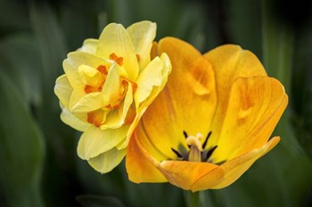 Orange Darwin Hybrid Tulip And Double Daffodil by Lisa S. Engelbrecht / Danita Delimont art print