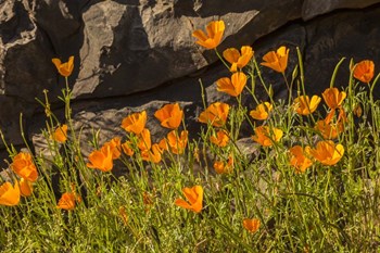 California Poppies In Bloom by Jaynes Gallery / Danita Delimont art print