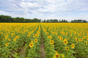 Sunflowers In Field by Richard &amp; Susan Day / DanitaDelimont art print