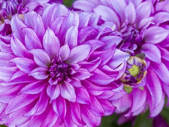 Purple Dahlia by Julie Eggers / Danita Delimont art print