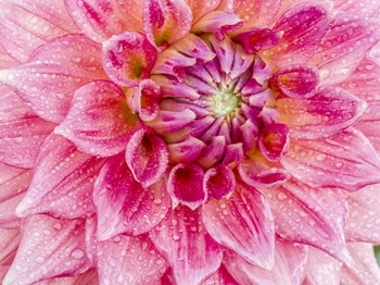 Soft Pink Dahlia by Julie Eggers / Danita Delimont art print