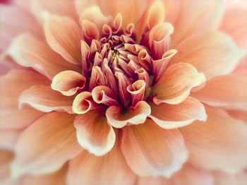 Peachy Dahlia by Julie Eggers / Danita Delimont art print