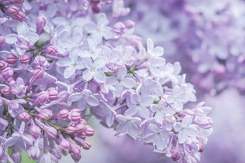 Lilac Close-Up by Rob Tilley / Danita Delimont art print