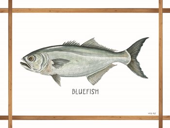 Bluefish on White by Cindy Jacobs art print