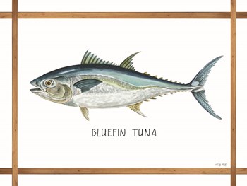 Bluefin Tuna on White by Cindy Jacobs art print