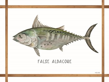 False Albacore on White by Cindy Jacobs art print