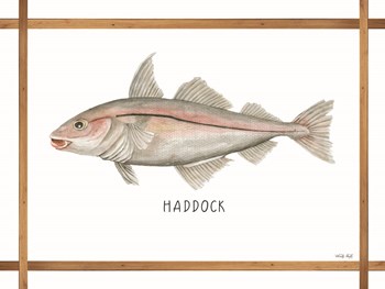 Haddock on White by Cindy Jacobs art print