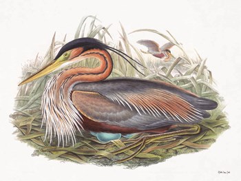 Goulds Coastal Bird II by Stellar Design Studio art print