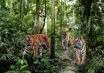 Bengal Tigers by Pangea Images art print