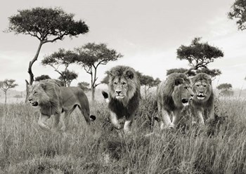 Brothers, Masai Mara, Kenya by Pangea Images art print