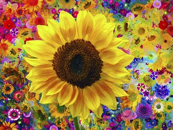 Sunflower 2 by Ata Alishahi art print