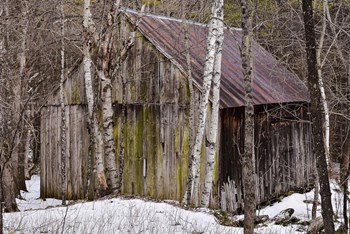 Sharon Barn by Brenda Petrella Photography LLC art print
