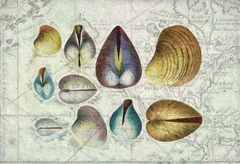 Seashells on Map I by Cora Niele art print