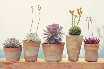 Succulent Window I by Cora Niele art print