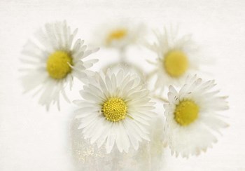 Daisies by Cora Niele art print