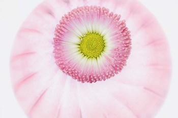 Pink Daisy by Cora Niele art print
