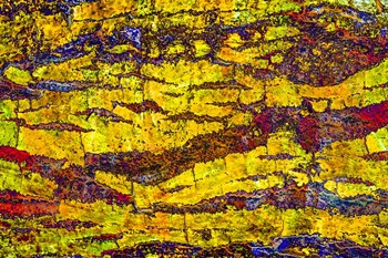 Colorful Bark 1 by Anita Vincze art print